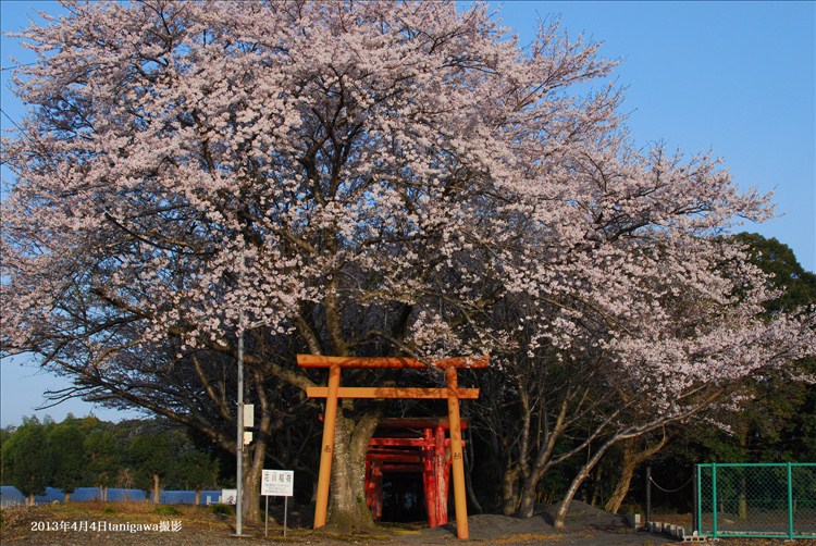 花川稲荷の桜