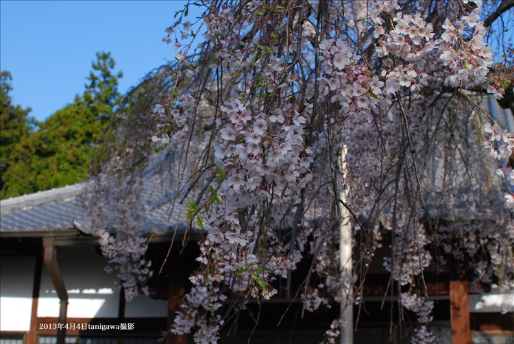 遍照寺