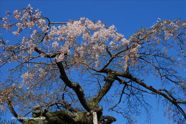 遍照寺