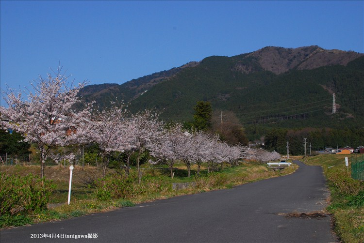 桜