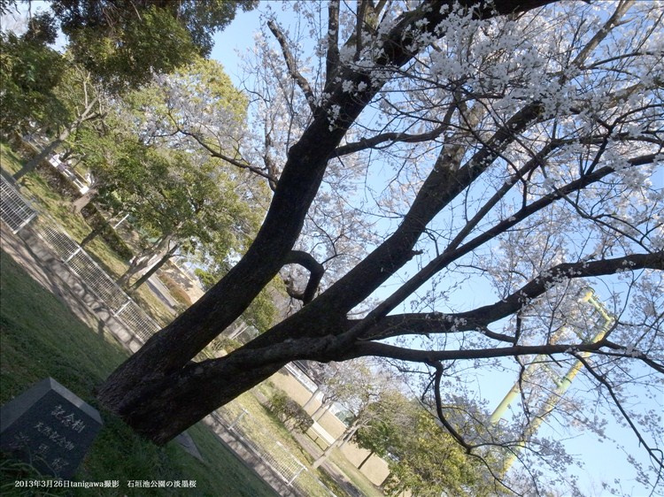 石垣池の淡墨桜