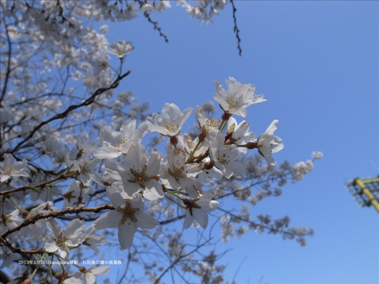 石垣池の淡墨桜