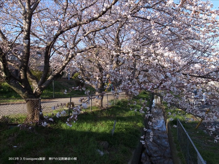 神戸見附の桜