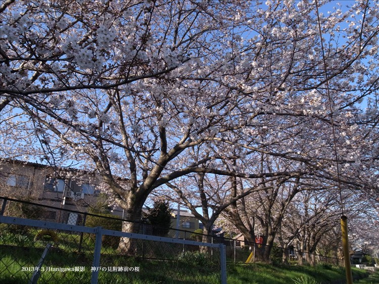 神戸公園の桜