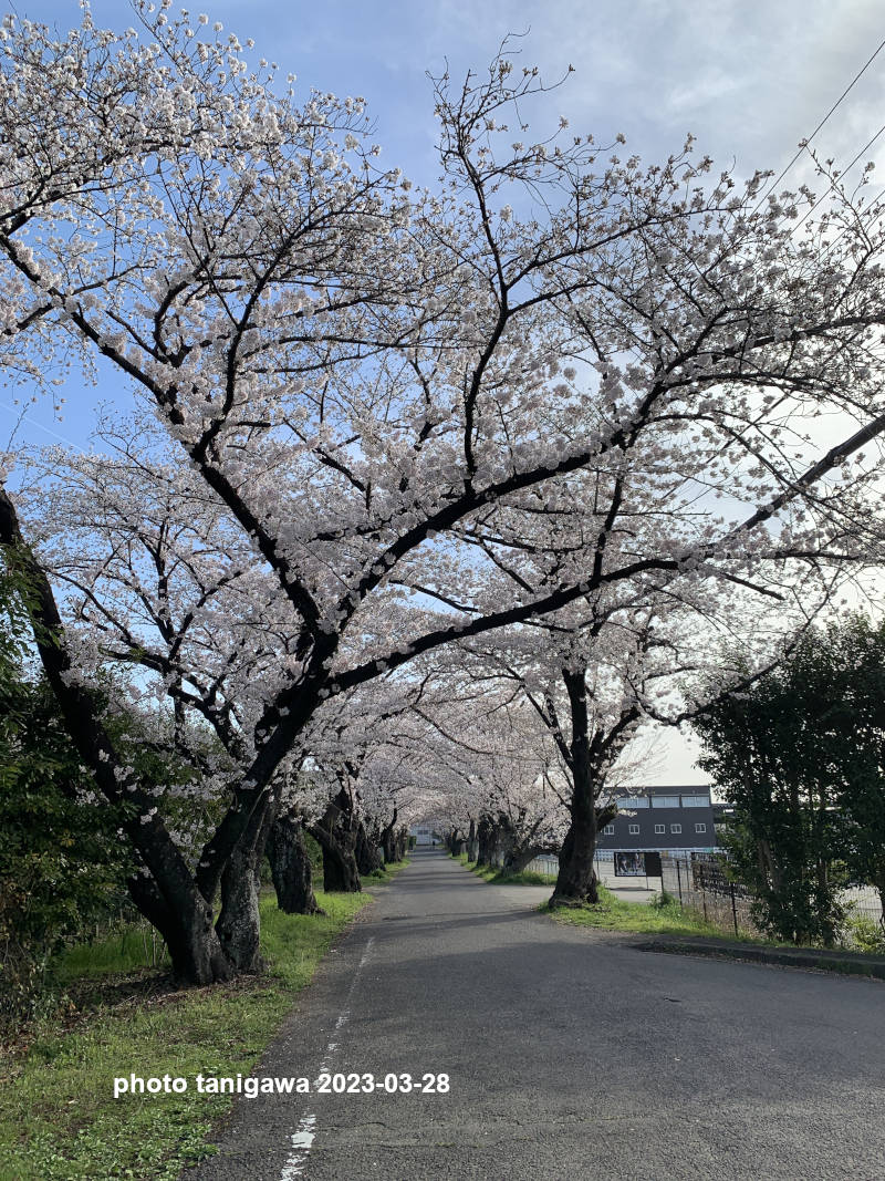 石薬師の蒲桜