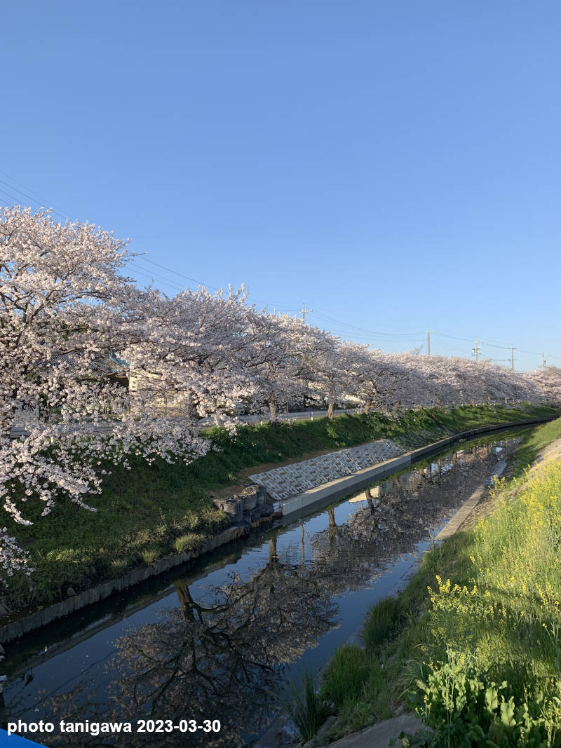 岸岡の桜並木：岸岡