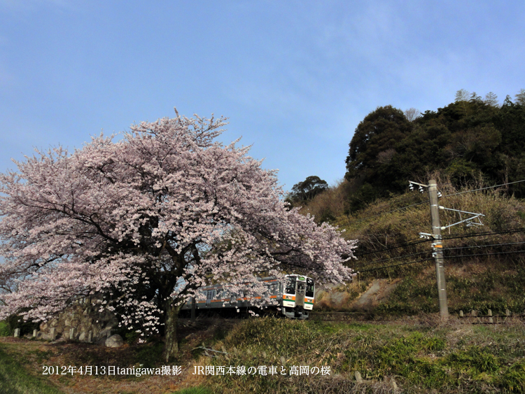 桜