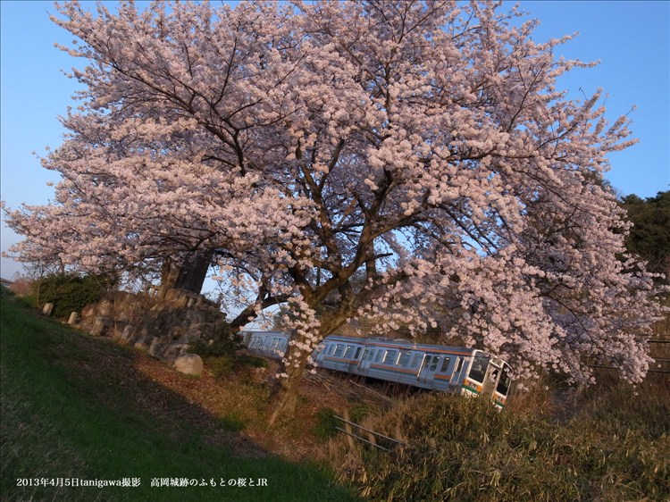 ＪＲ桜